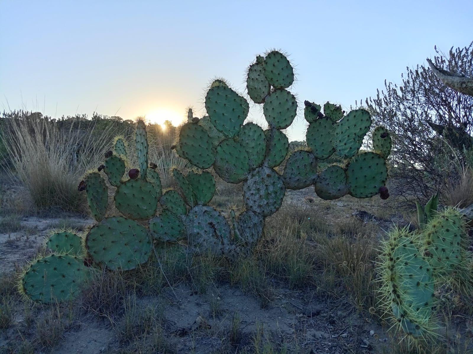 Áspera, vigorosa, intensa.  La vegetación resiliente de Yolotepec protege al suelo de la erosión.